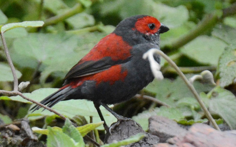 Dusky crimsonwing