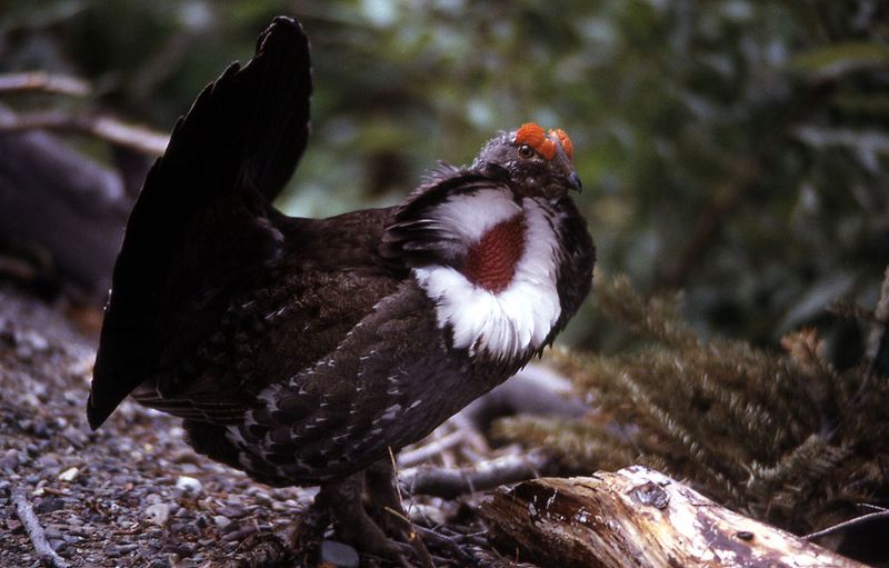 Dusky_grouse__5