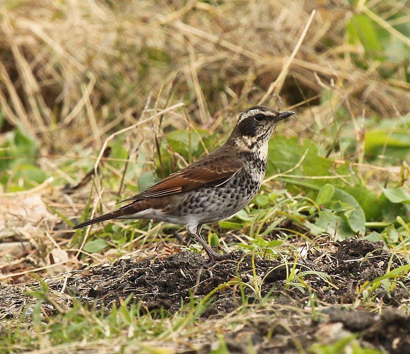 Dusky_thrush__18