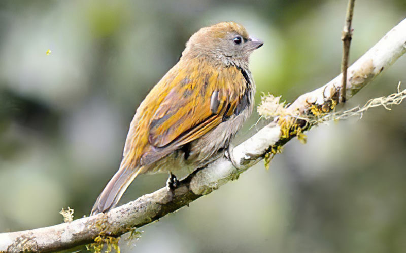 Dwarf honeyguide