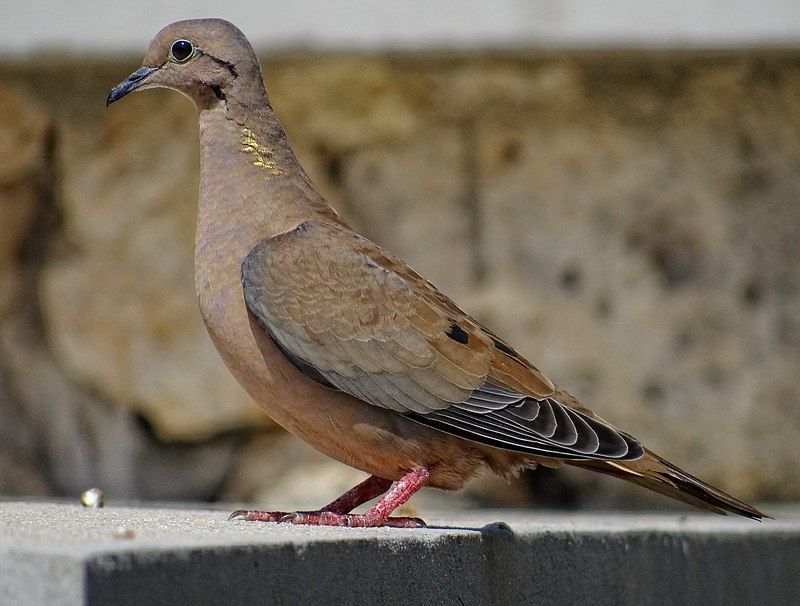 Eared_dove__11