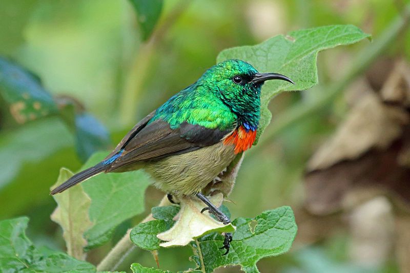 Eastern_double-collared_sunbird__12