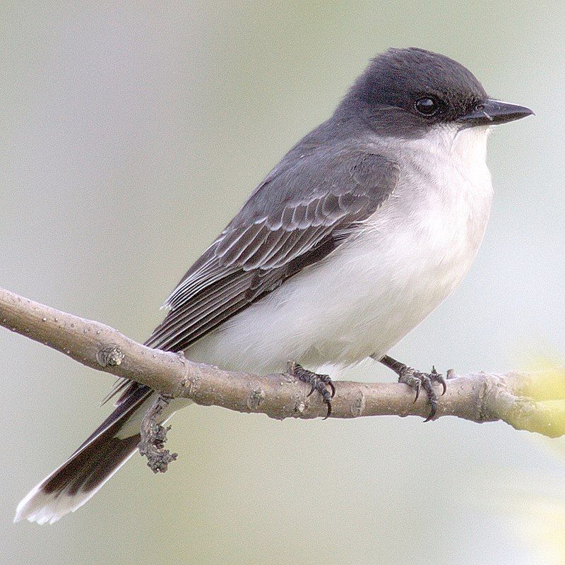 Eastern_kingbird__6