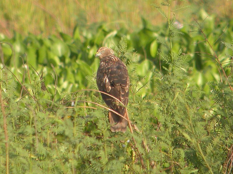 Eastern_marsh_harrier__7