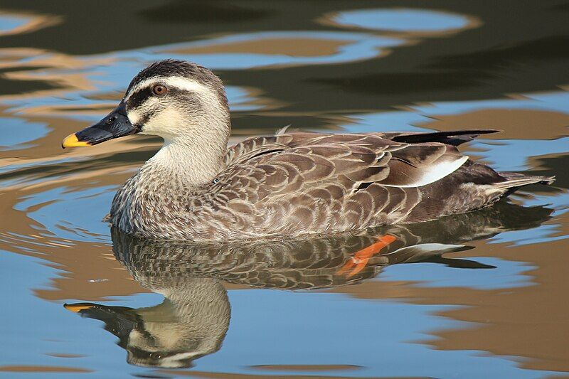 Eastern_spot-billed_duck__1