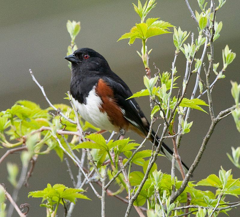 Eastern_towhee__9