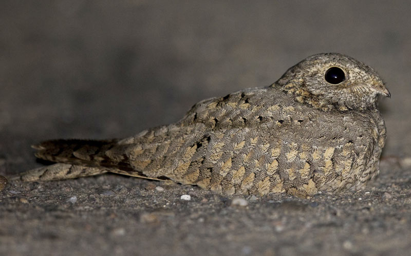 Egyptian Nightjar