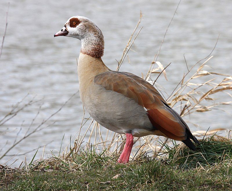 Egyptian_goose__11