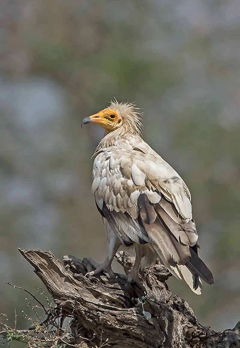 Egyptian_vulture__9