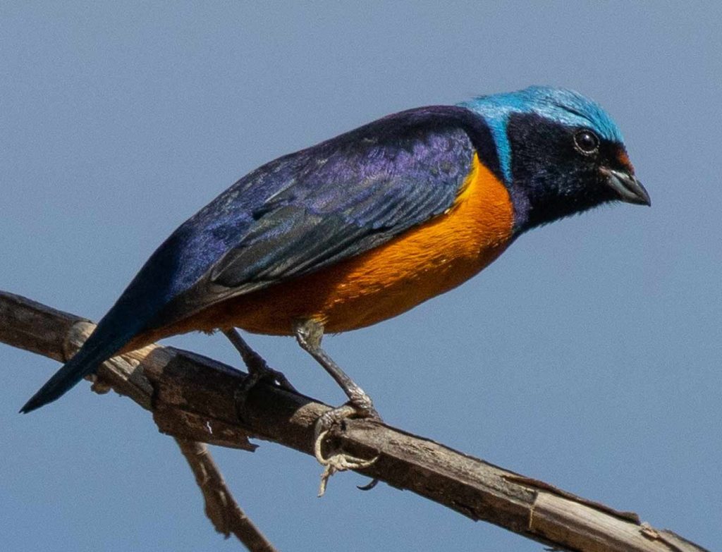 Elegant euphonia