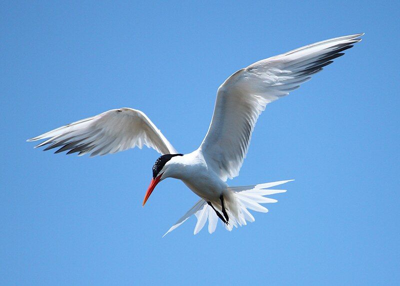 Elegant_tern__9