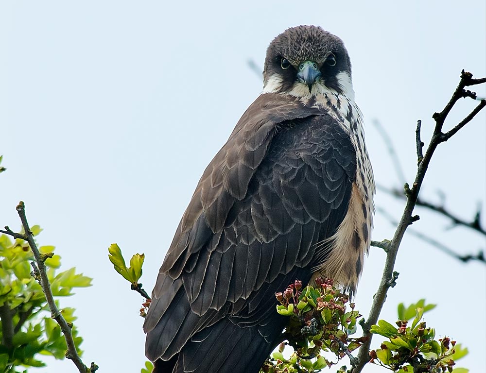 Eleonora's Falcon