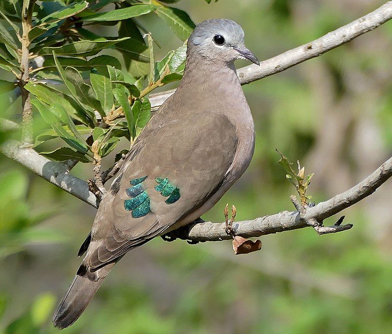 23 Birds to Watch in Kwale - The Worlds Rarest Birds