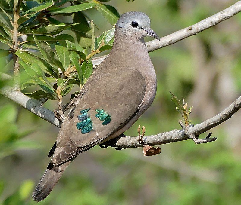 Emerald-spotted_wood_dove__11