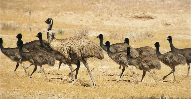 Emus