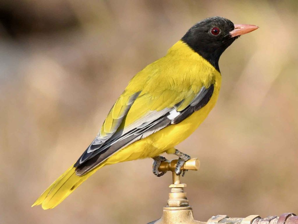 Ethiopian oriole