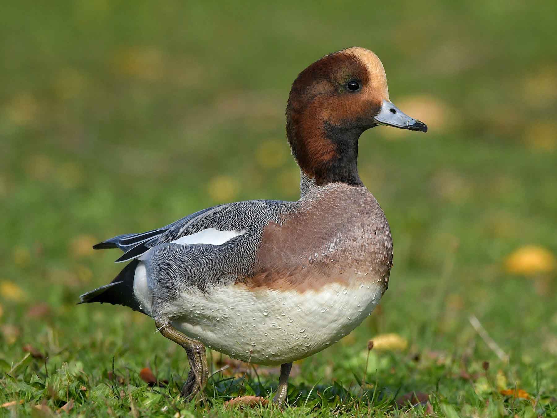 Eurasian Wigeon