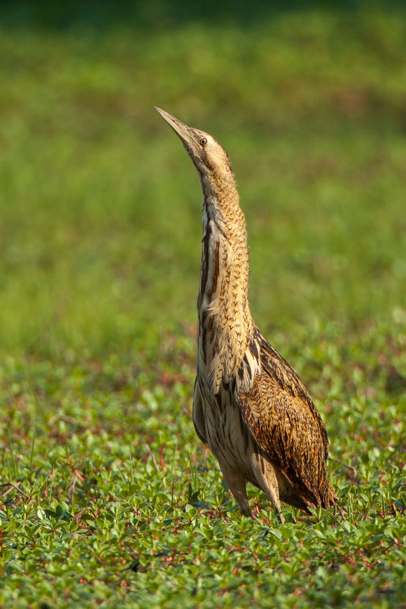 Eurasian_bittern__10