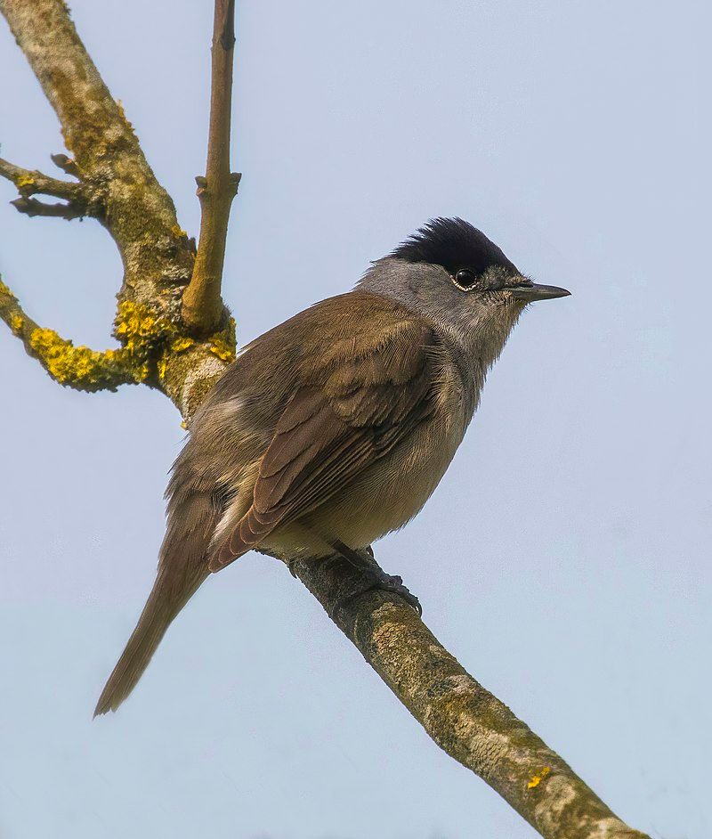 Eurasian_blackcap__12