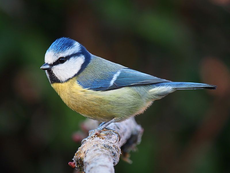 Eurasian_blue_tit__13