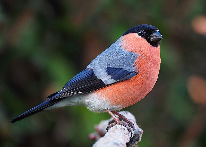 Eurasian_bullfinch__1