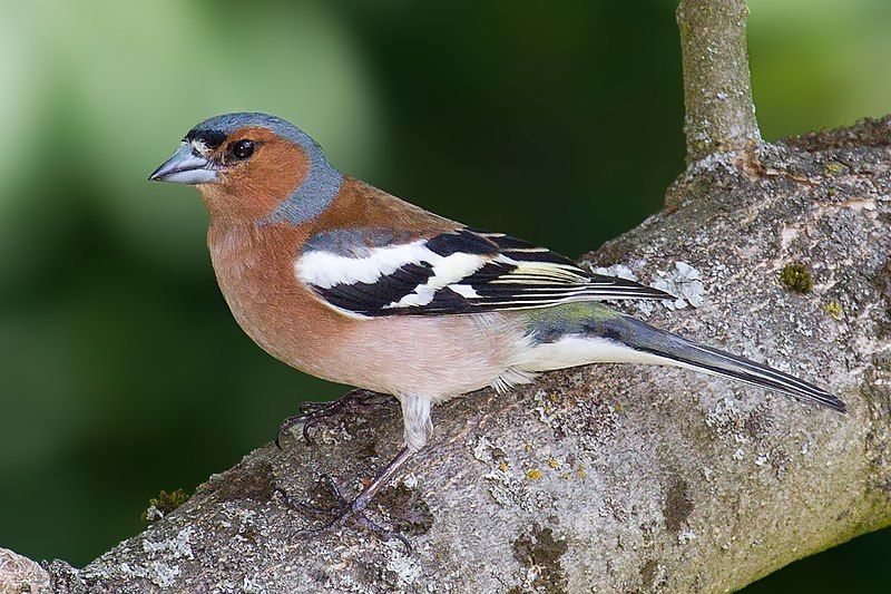 Eurasian_chaffinch__5