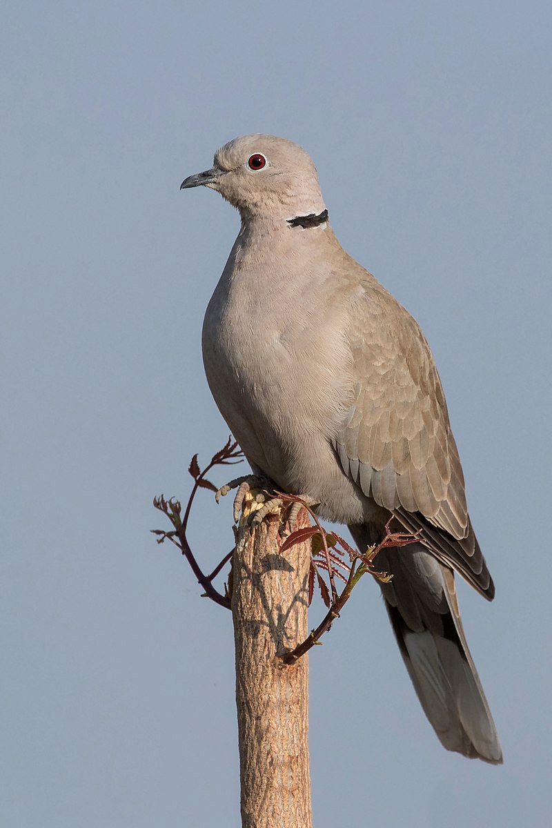 Eurasian_collared_dove__1