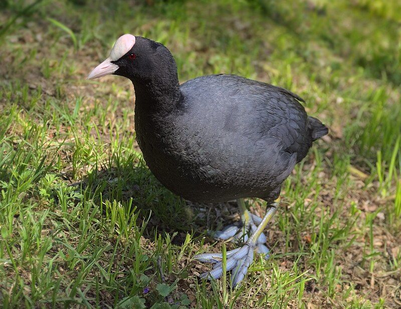 Eurasian_coot__10