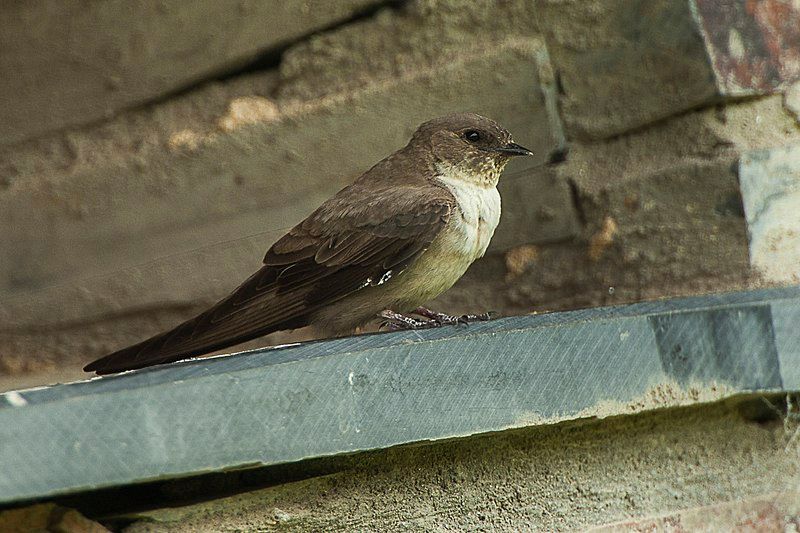 Eurasian_crag_martin__4