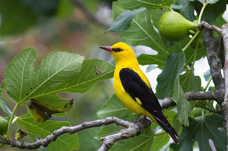 Eurasian_golden_oriole__16