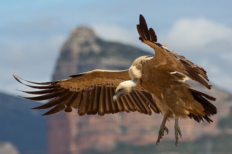 Eurasian_griffon_vulture__12