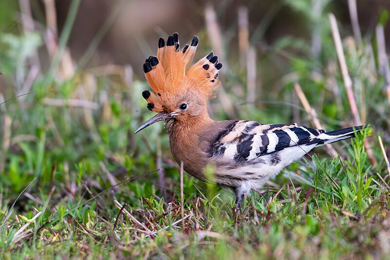 Eurasian_hoopoe__5