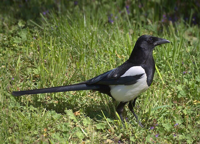 Eurasian_magpie__18