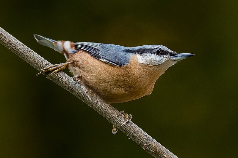 Eurasian_nuthatch__7