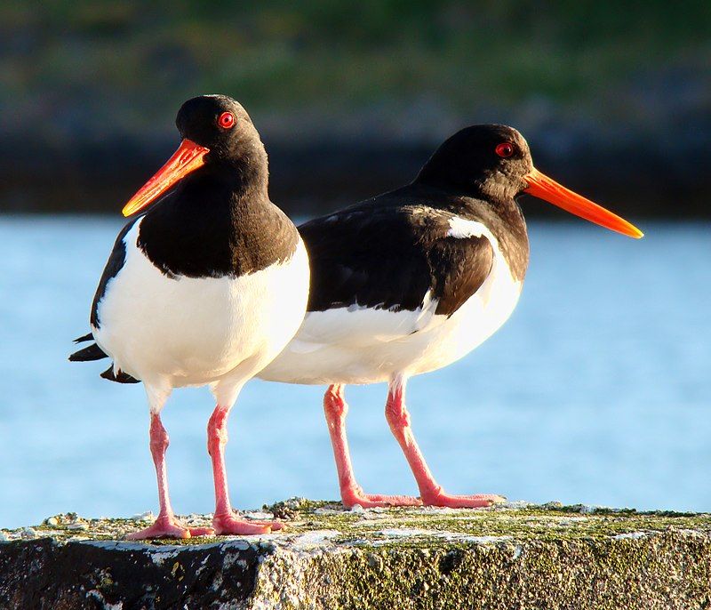 Eurasian_oystercatcher__21