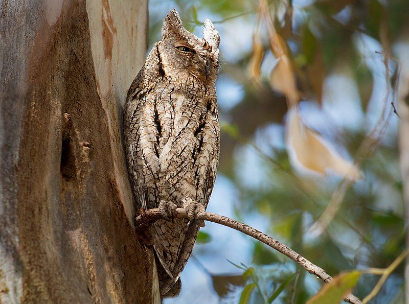 Eurasian_scops_owl__22