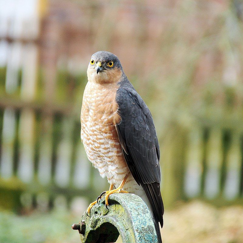 Eurasian_sparrowhawk__12