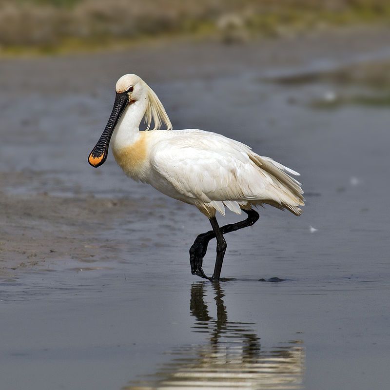 Eurasian_spoonbill__10