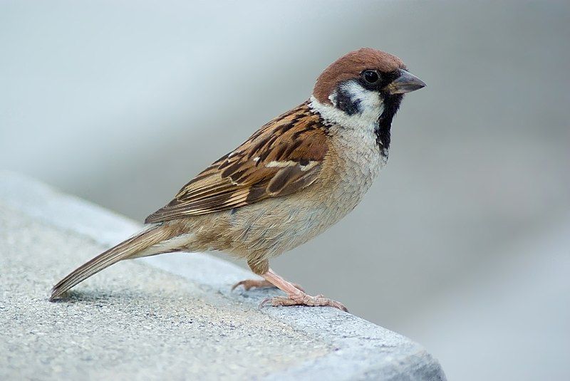 Eurasian_tree_sparrow__12