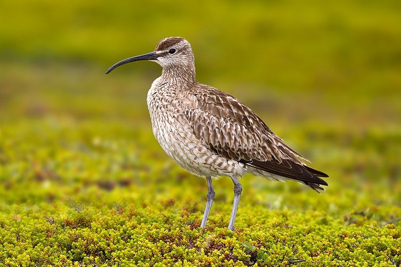 Eurasian_whimbrel__11