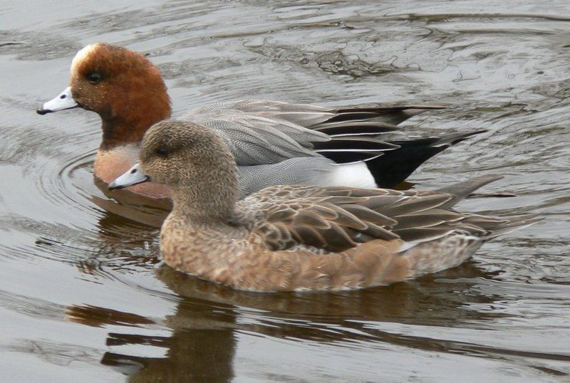 Eurasian_wigeon__11