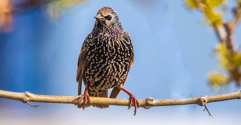 European Starling