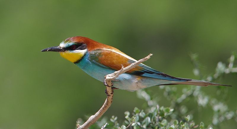 European_bee-eater__17