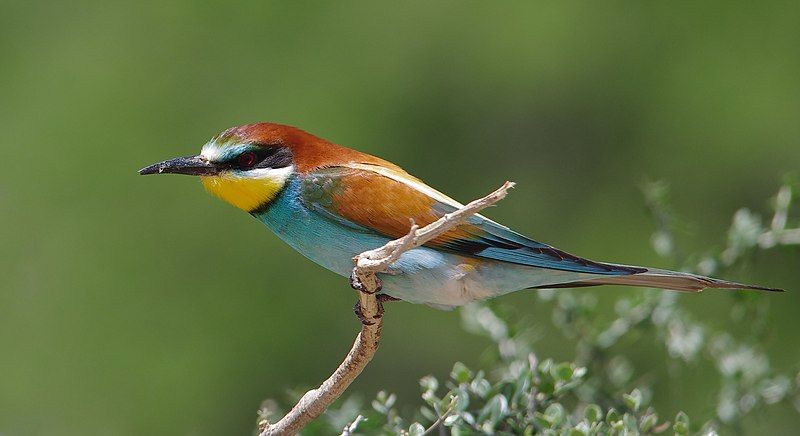 European_bee-eater__5