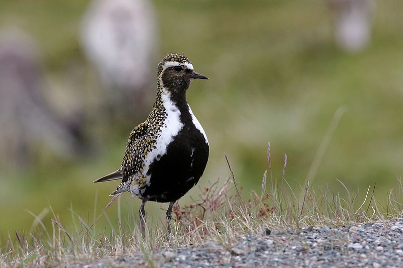 European_golden_plover__8