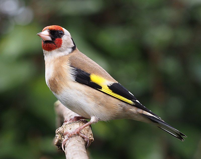 European_goldfinch__1