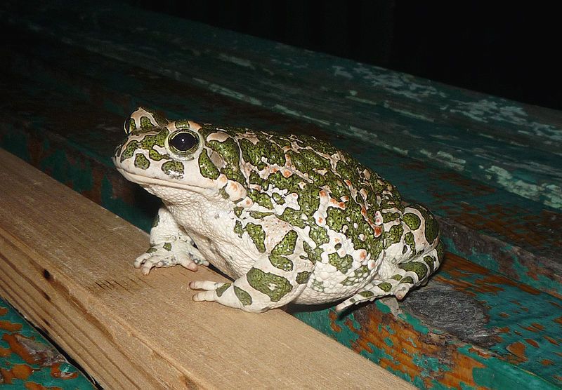 European_green_toad__10