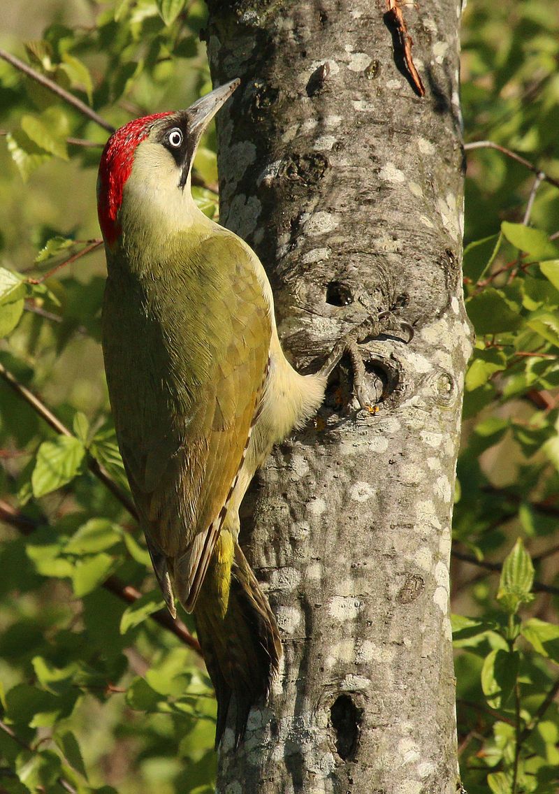 European_green_woodpecker__20