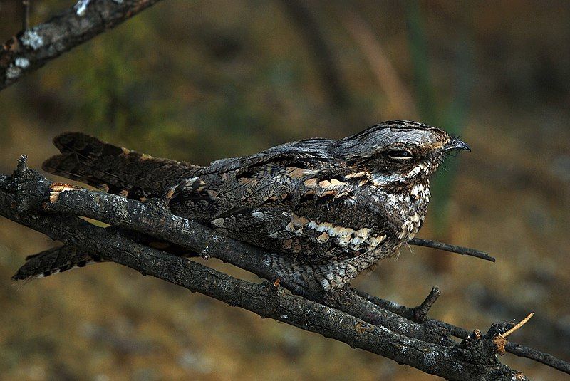 European_nightjar__22