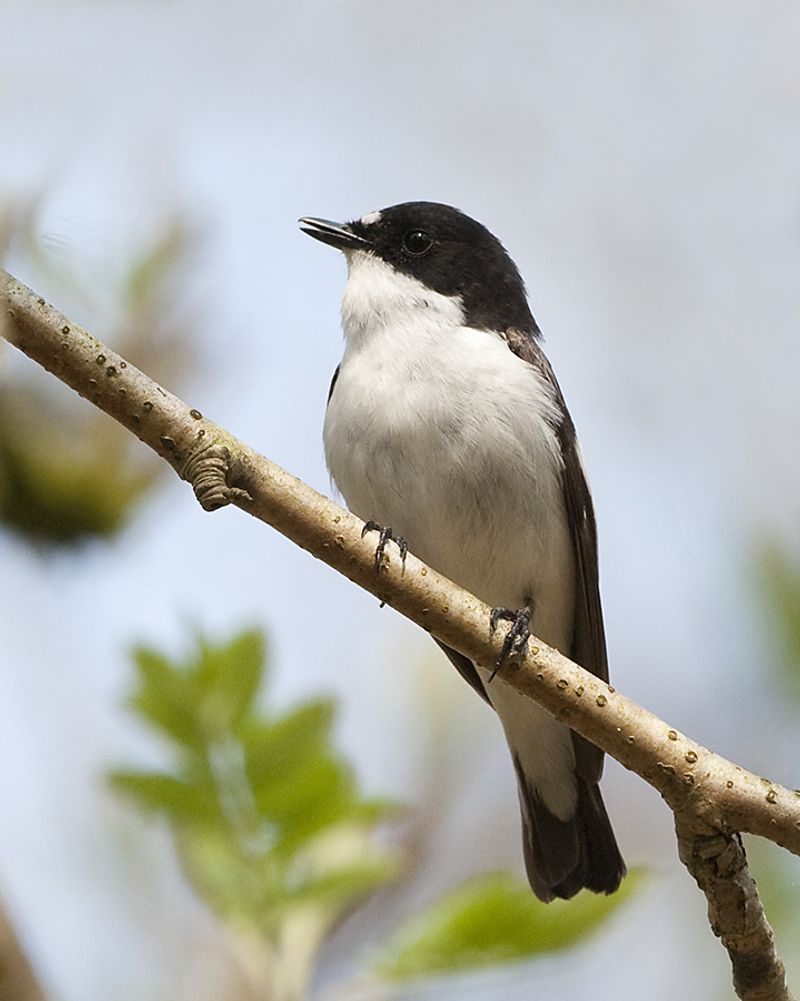 European_pied_flycatcher__16